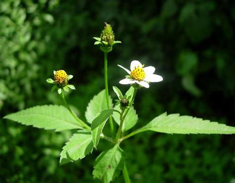 bidens pilosa plant.